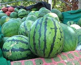 吃瓜群众有的瓜不好吃,为何有的“瓜”让人失望,揭秘吃瓜群众的酸甜苦辣