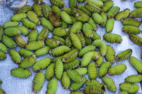 吃蚕瓜发胖吗,吃蚕瓜真的会发胖吗？