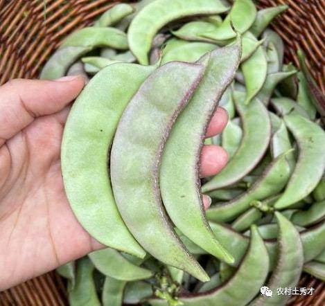 咪谷谷吃瓜避雷