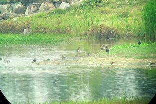 香港湿地吃瓜,自然奇观中的“吃瓜”故事