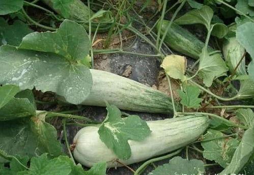 吃酥瓜有啥好处,养生保健的多重益处揭秘