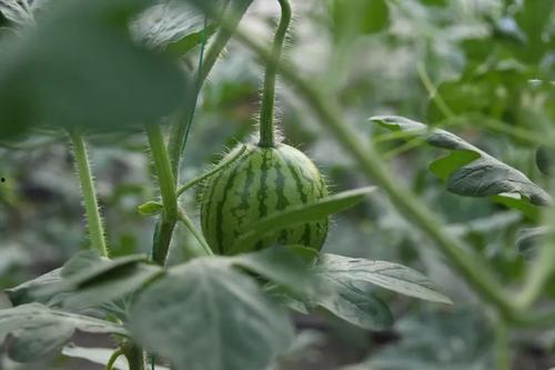 膨瓜怎么吃,从挑选到烹饪的全方位指南