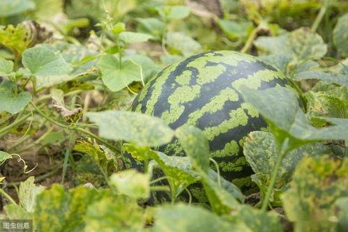 膨瓜怎么吃,从挑选到烹饪的全方位指南