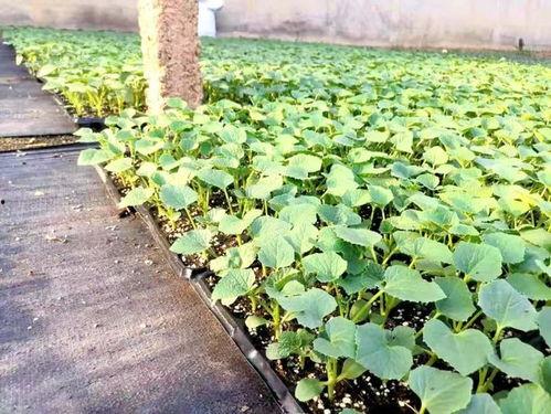 膨瓜怎么吃,从挑选到烹饪的全方位指南