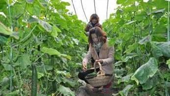 原阳最近吃瓜,最新吃瓜资讯大盘点