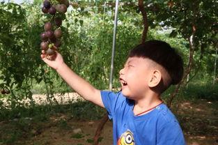 田娃吃瓜,揭秘娱乐圈背后的秘密与八卦